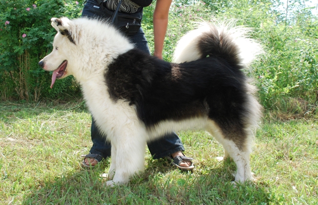Yakutian Laika